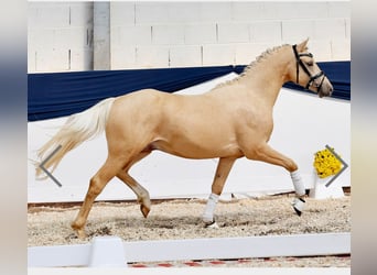 Cavallo da sella tedesco, Stallone, 3 Anni, 147 cm, Palomino