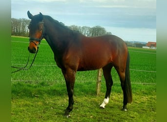 Cavallo da sella tedesco, Stallone, 3 Anni, 165 cm, Baio