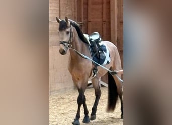 Cavallo da sella tedesco, Stallone, 3 Anni, 169 cm, Pelle di daino