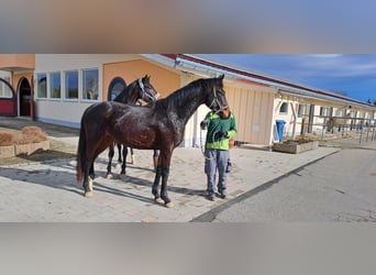 Cavallo da sella tedesco, Stallone, 3 Anni, 170 cm, Baio scuro