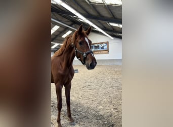 Cavallo da sella tedesco, Stallone, 3 Anni, 170 cm, Sauro