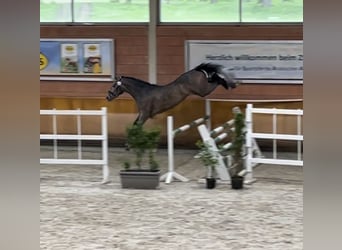 Cavallo da sella tedesco, Stallone, 3 Anni, 173 cm, Grigio