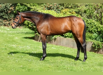 Cavallo da sella tedesco, Stallone, 4 Anni, 166 cm, Baio scuro