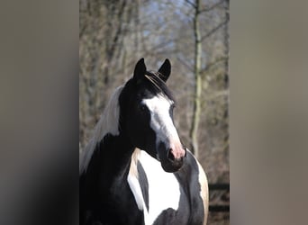 Cavallo da sella tedesco, Stallone, 4 Anni, 171 cm, Tobiano-tutti i colori
