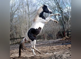 Cavallo da sella tedesco, Stallone, 4 Anni, 171 cm, Tobiano-tutti i colori