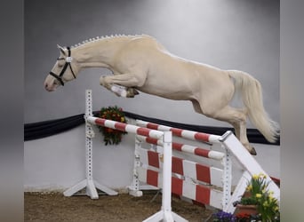 Cavallo da sella tedesco, Stallone, 16 Anni, 165 cm, Cremello