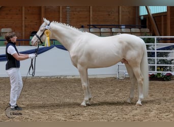 Cavallo da sella tedesco, Stallone, 16 Anni, 165 cm, Cremello