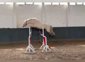 Cavallo da sella tedesco, Stallone, 19 Anni, 164 cm, Cremello