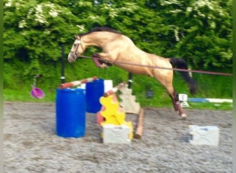 Cavallo da sella tedesco, Stallone, 19 Anni, 164 cm, Cremello