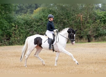 Cavallo da sella tedesco, Stallone, 8 Anni, 168 cm, Pezzato