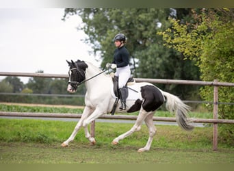 Cavallo da sella tedesco, Stallone, 8 Anni, 168 cm, Pezzato