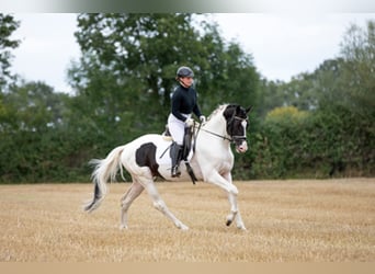 Cavallo da sella tedesco, Stallone, 8 Anni, 168 cm, Pezzato