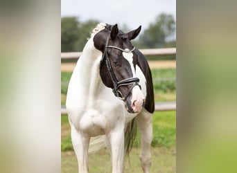 Cavallo da sella tedesco, Stallone, 8 Anni, 168 cm, Pezzato