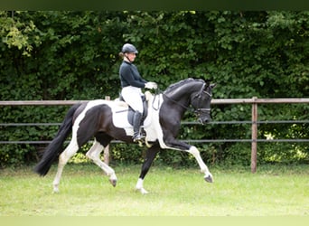 Cavallo da sella tedesco, Stallone, 10 Anni, 172 cm, Pezzato