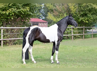 Cavallo da sella tedesco, Stallone, 10 Anni, 172 cm, Pezzato
