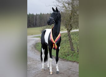 Cavallo da sella tedesco, Stallone, 10 Anni, 172 cm, Pezzato