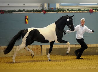 Cavallo da sella tedesco, Stallone, 10 Anni, 172 cm, Pezzato