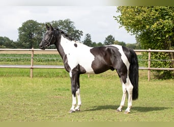 Cavallo da sella tedesco, Stallone, 10 Anni, 172 cm, Pezzato