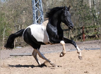 Cavallo da sella tedesco, Stallone, 10 Anni, 172 cm, Pezzato