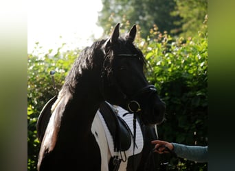 Cavallo da sella tedesco, Stallone, 10 Anni, 172 cm, Pezzato