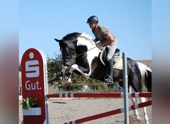 Cavallo da sella tedesco, Stallone, 12 Anni, 170 cm, Pezzato