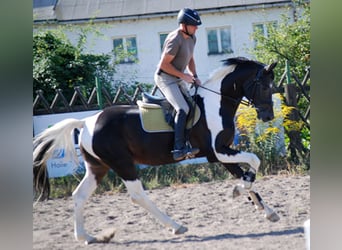 Cavallo da sella tedesco, Stallone, 12 Anni, 170 cm, Pezzato
