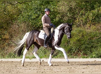 Cavallo da sella tedesco, Stallone, 12 Anni, 170 cm, Pezzato