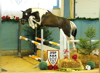 Cavallo da sella tedesco, Stallone, 12 Anni, 170 cm, Pezzato