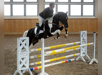 Cavallo da sella tedesco, Stallone, 12 Anni, 170 cm, Pezzato