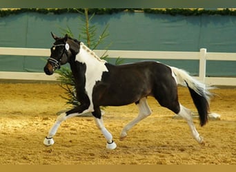 Cavallo da sella tedesco, Stallone, 12 Anni, 170 cm, Pezzato