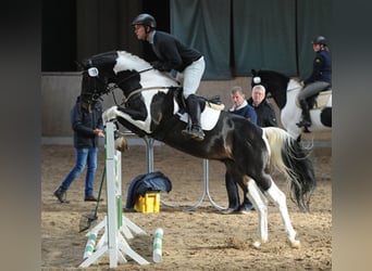 Cavallo da sella tedesco, Stallone, 12 Anni, 170 cm, Pezzato