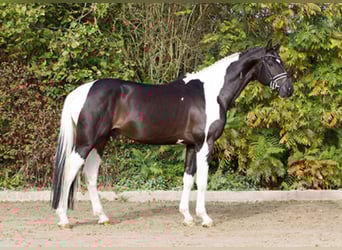 Cavallo da sella tedesco, Stallone, 12 Anni, 170 cm, Pezzato