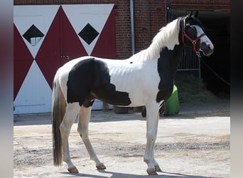 Cavallo da sella tedesco, Stallone, 6 Anni, 175 cm, Pezzato