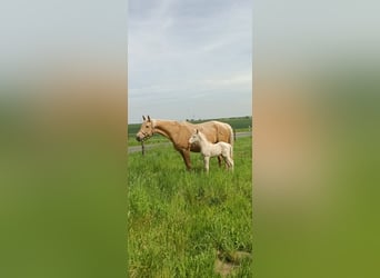 Cavallo da sella tedesco, Stallone, Puledri (04/2026), 166 cm, Cremello