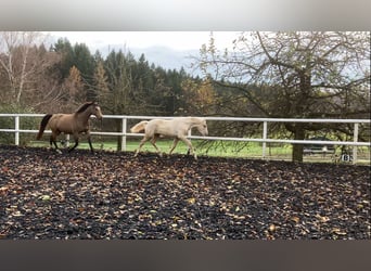 Cavallo da sella tedesco, Stallone, Puledri
 (05/2023), 166 cm, Palomino