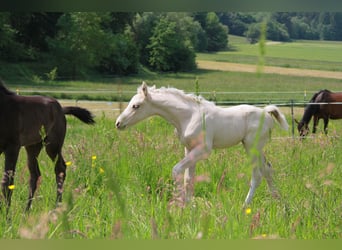 Cavallo da sella tedesco, Stallone, Puledri
 (05/2023), 166 cm, Palomino
