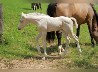 Cavallo da sella tedesco, Stallone, Puledri
 (05/2023), 166 cm, Palomino