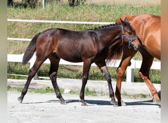 Cavallo da sella tedesco, Stallone, Puledri
 (03/2023), 167 cm, Baio scuro