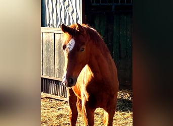 Cavallo da sella tedesco, Stallone, Puledri (01/2026), 169 cm, Sauro scuro