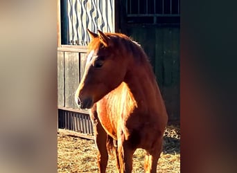 Cavallo da sella tedesco, Stallone, Puledri (01/2026), 169 cm, Sauro scuro