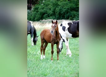 Cavallo da sella tedesco, Stallone, Puledri (04/2025), 169 cm, Sauro scuro