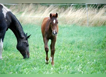 Cavallo da sella tedesco, Stallone, Puledri (04/2025), 169 cm, Sauro scuro