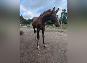 Cavallo da sella tedesco, Stallone, Puledri
 (04/2024), 170 cm, Sauro scuro