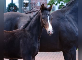 Cavallo da sella tedesco, Stallone, Puledri (06/2024), Baio