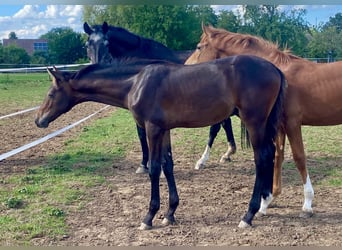 Cavallo da sella tedesco, Stallone, Puledri (04/2026), Baio