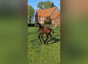 Cavallo da sella tedesco, Stallone, , Baio