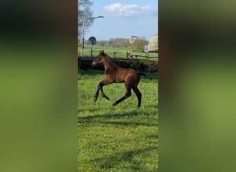 Cavallo da sella tedesco, Stallone, , Baio