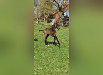 Cavallo da sella tedesco, Stallone, , Baio