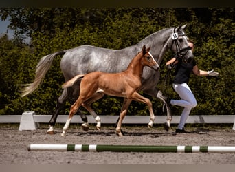 Cavallo da sella tedesco, Stallone, Puledri (06/2026), Grigio
