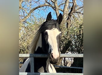 Cavallo da sella tedesco, Stallone, 4 Anni, 175 cm, Tobiano-tutti i colori